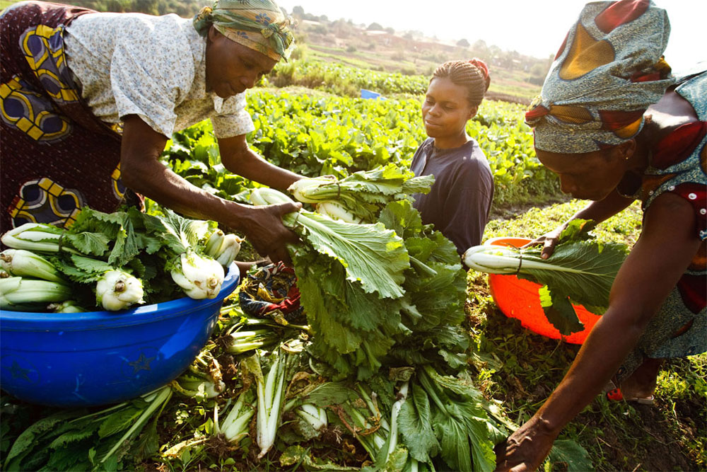 Africa Agri-food Development Programme (AADP) 2017