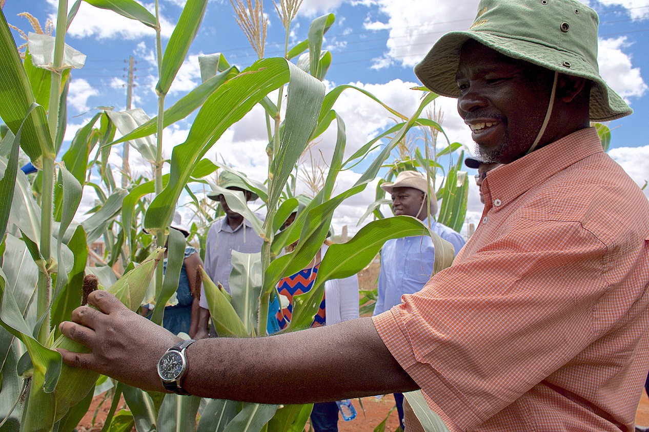 CIMMYT Post-Doctoral Fellowship in Applied Agricultural Statistics/Biometrics 2019 (Fully-funded)